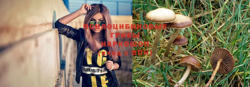 где продают наркотики  Ивдель  Галлюциногенные грибы Psilocybine cubensis 